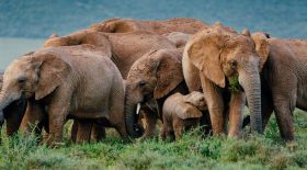 safari afrique