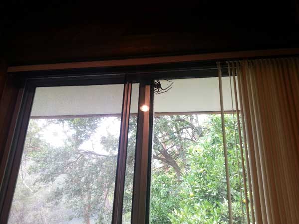 Araignée australie noel