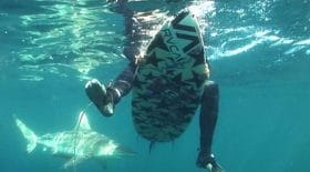 Un surfeur attaqué et blessé par un requin