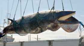 baleine capturée