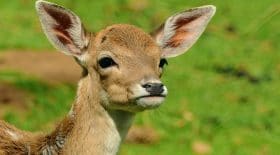bambi