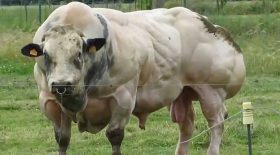 taureau musclé blanc bleu belge bbb