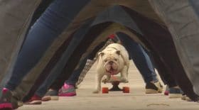 Bouledogue tunnel