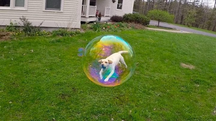 chien dans une bulle