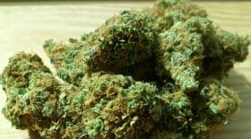 cannabis