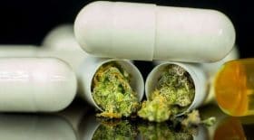 Des experts Français en faveur du Cannabis thérapeutique