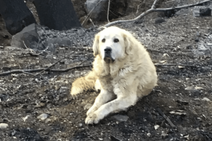 chien abandonné