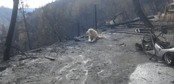 chien abandonné