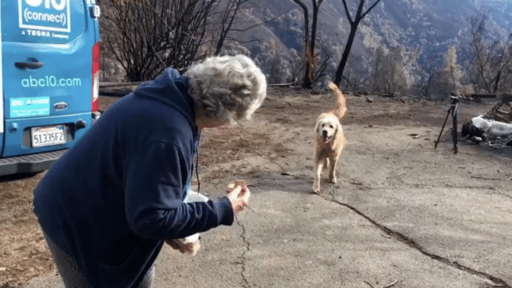 chien abandonné