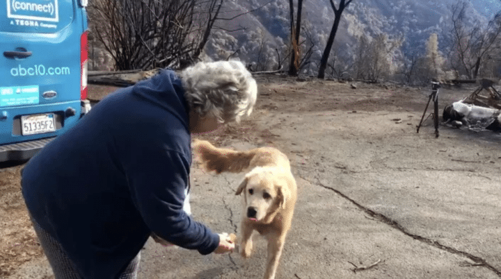 chien abandonné