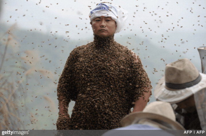 homme abeille
