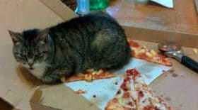 Chat sur pizza