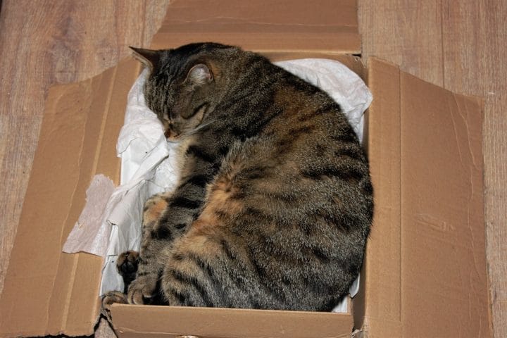 chat dans carton