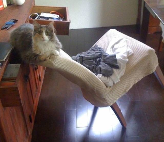 Chat chaise