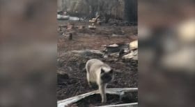 Un chat retrouve ses maîtres après les incendies