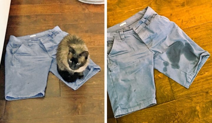 Chat qui fait pipi sur le short