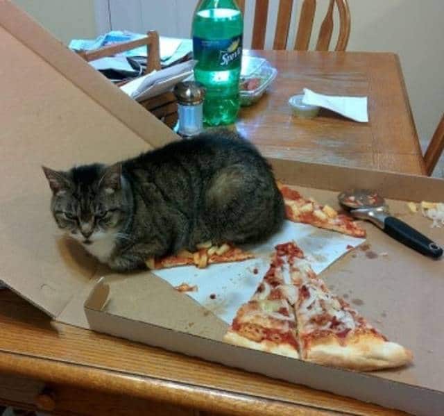 Chat pizza