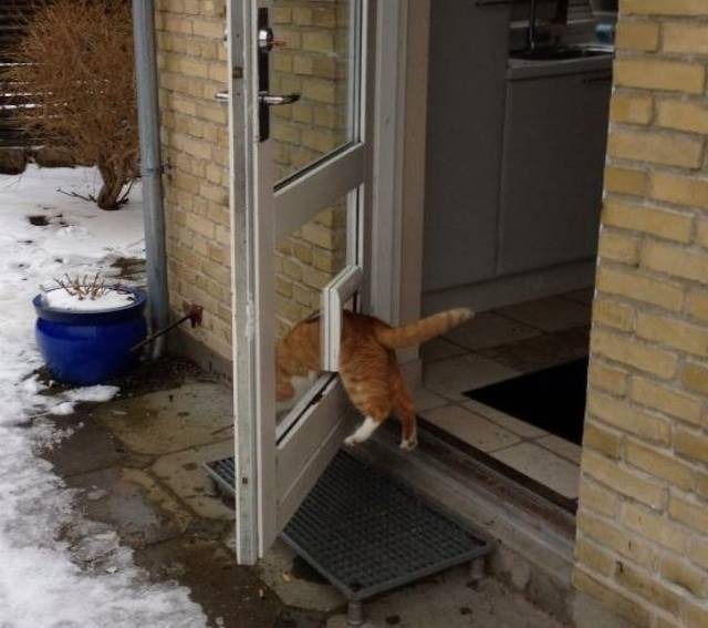Chat porte