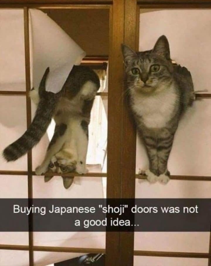 Chat qui défonce les portes japonaises