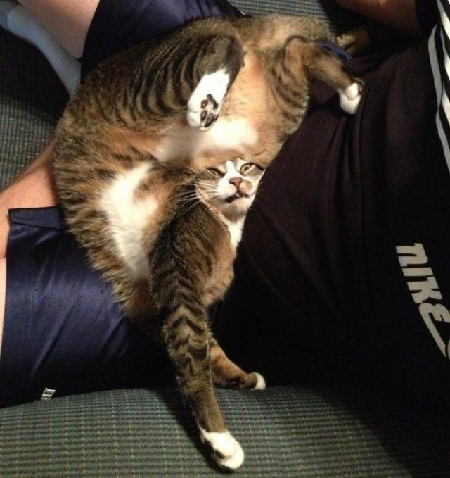 Chat position démon