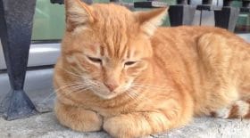 Un pauvre chat retrouvé coincé dans un lieu improbable