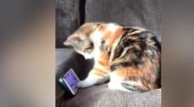Petit chat fan de youtube