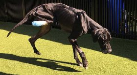 chien affamé mange sa patte pour survivre