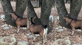 Ce chien est un maître du cache cache