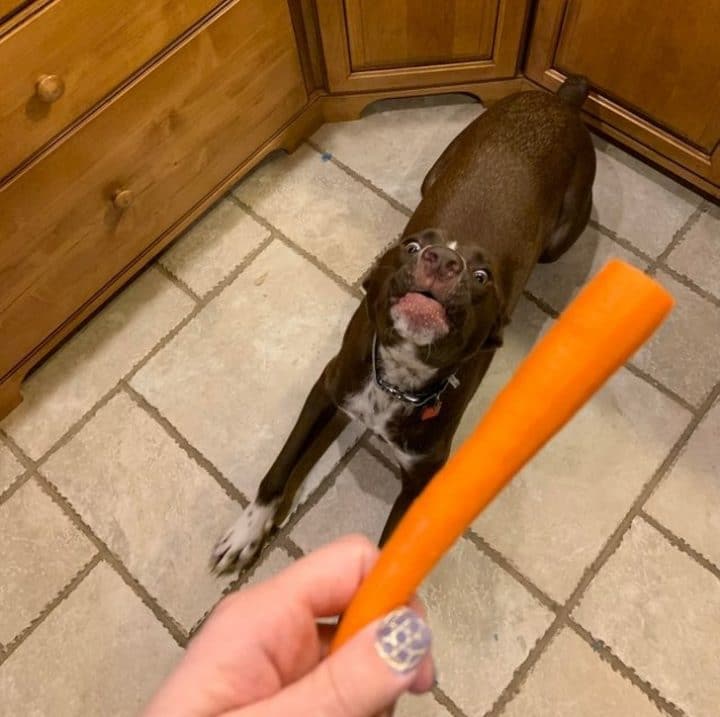 chien adore carotte