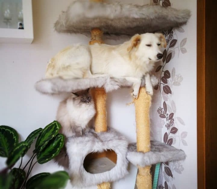 Chien et chat sur arbre