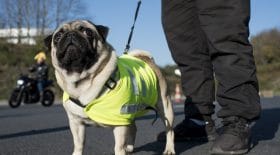 gilets jaunes