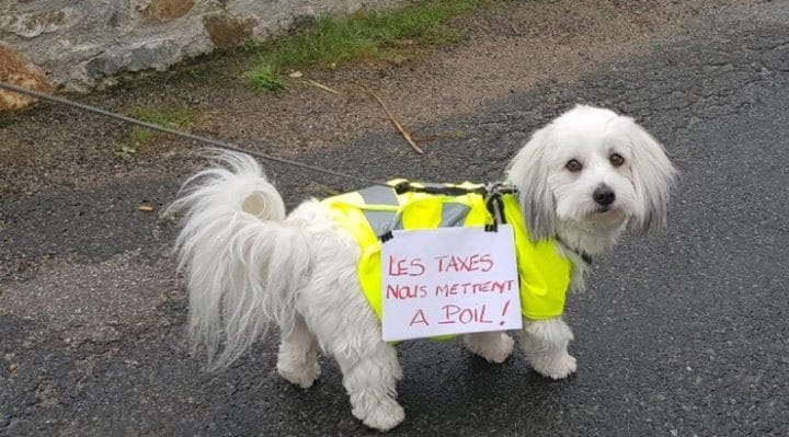 gilets jaunes