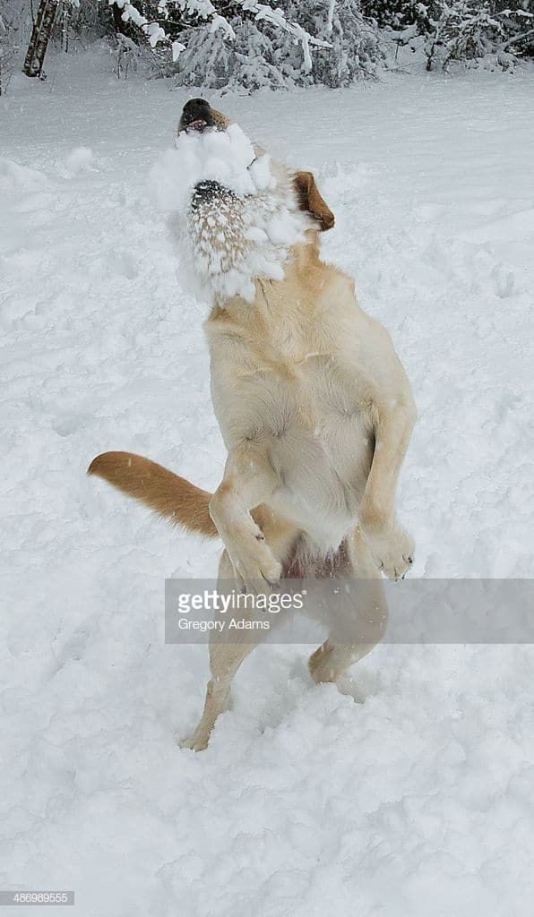 chien qui se prend une boule de neige