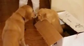 chien recoit un cadeau noël chiot