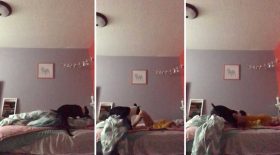 chien réveille une ado grasse matinée