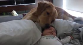 Un superbe calin entre un chien et un bébé