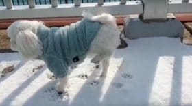 Ce chien est effrayé par la neige