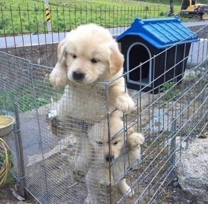 petits chiots se soutiennent