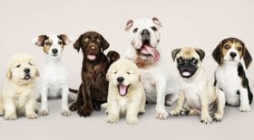 chiots