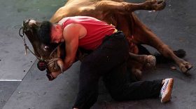 combats de taureaux en chine
