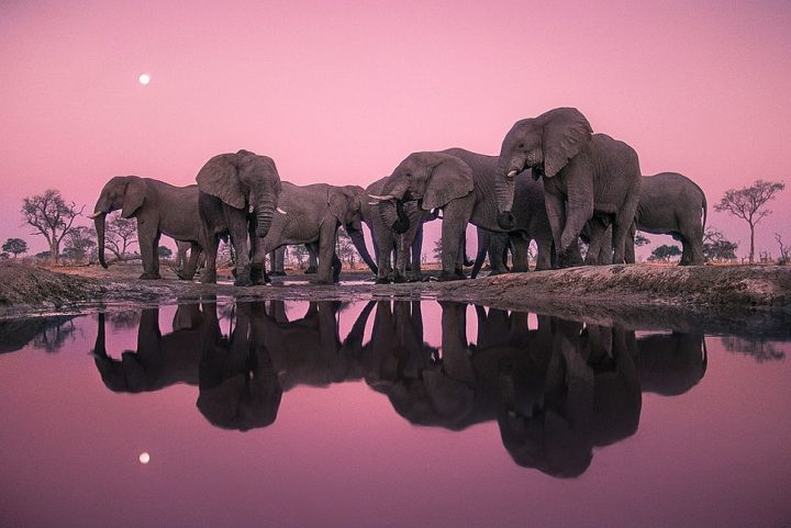 éléphants
