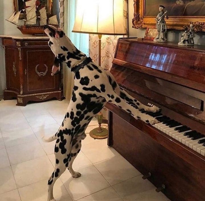 Dalmatien au piano