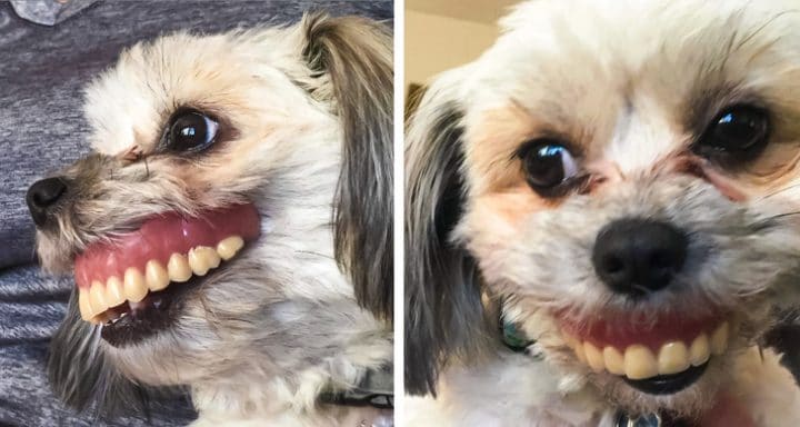 Chien avec dentier