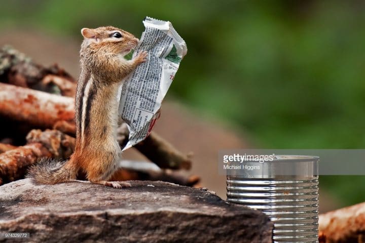 écureuil lit journal