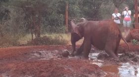 Un éléphant joue au foot