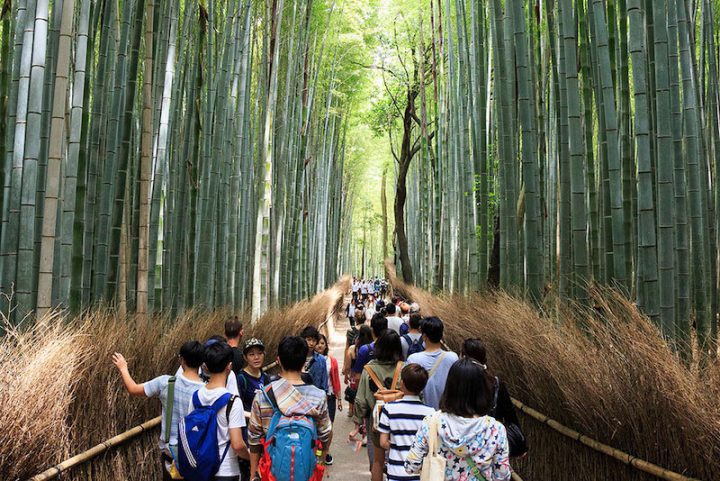 Foret bambo Arashiyama réalité