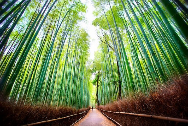 Foret bambou Arashiyama