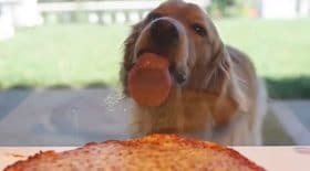 golden retriever lèche vitrine restaurant pizza