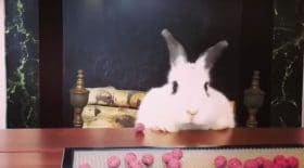 Un lapin trop excité devant son assiette