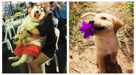 mini chiens